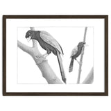 Yucatan Jays thumbnail