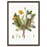 William Curtis – Dandelion (1777–1798) thumbnail