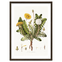 William Curtis – Dandelion (1777–1798)