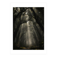 Enchanted Canopy: Mystical Forest Path (Print Only)