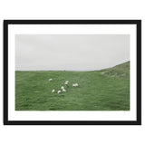 A flock of Sheep in the Green Hill - Iceland thumbnail