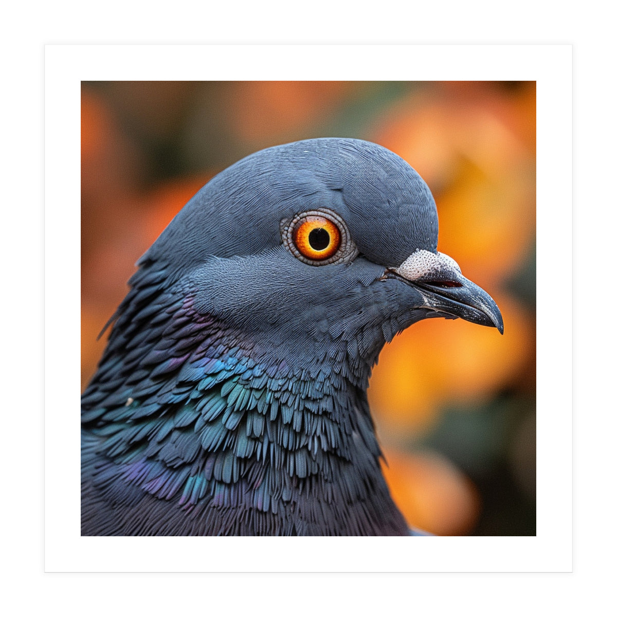 Close Up Of A Pigeon's Head And Neck (Print Only)