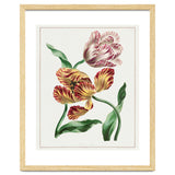 John Edwards – Various Tulips (1791) thumbnail