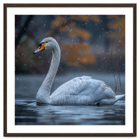 Swan Floating Gracefully On Water In Autumn