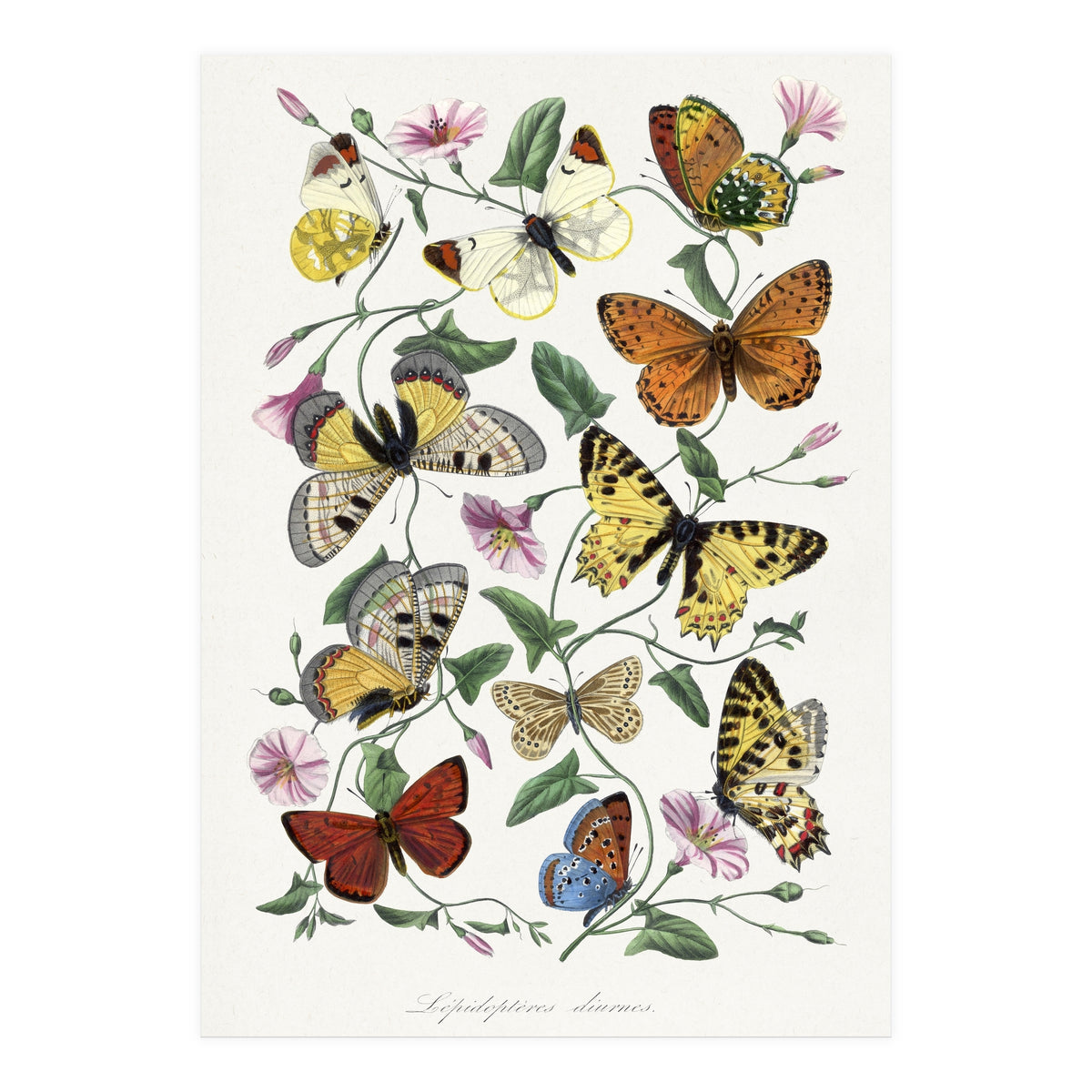 Paul Gervais – Butterfly and Moth Natural History Illustration (1842) (Print Only)