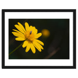 SUNFLOWER. thumbnail