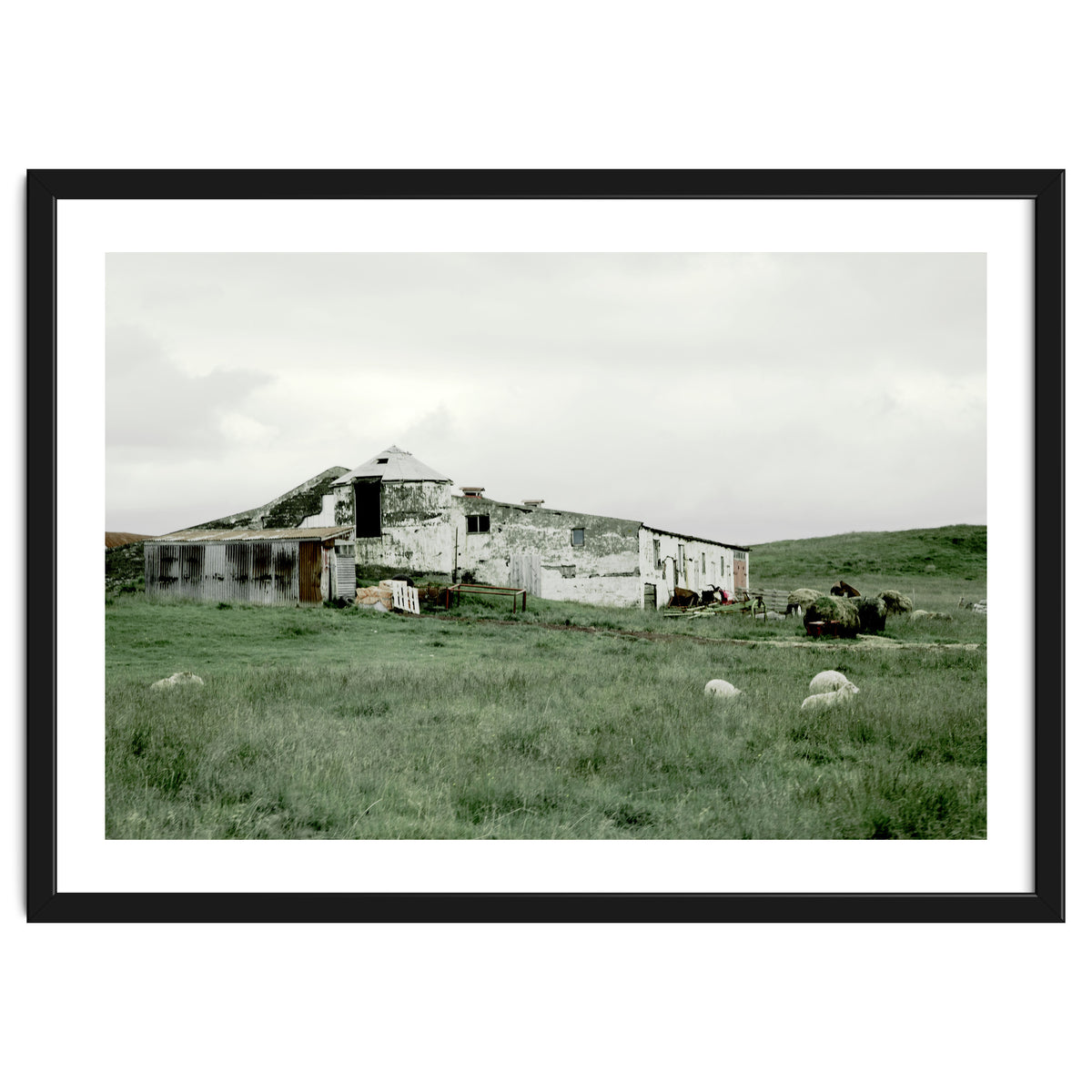 Sheep with a farmhouse - Iceland