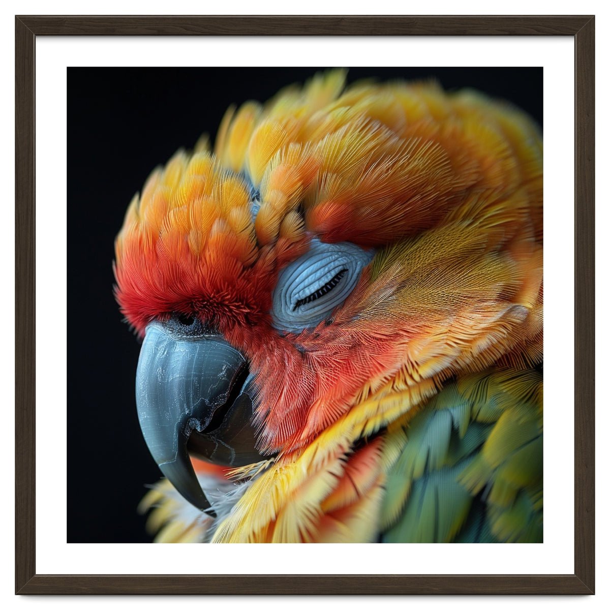 Close Up Of A Sleeping Sun Conure Parrot