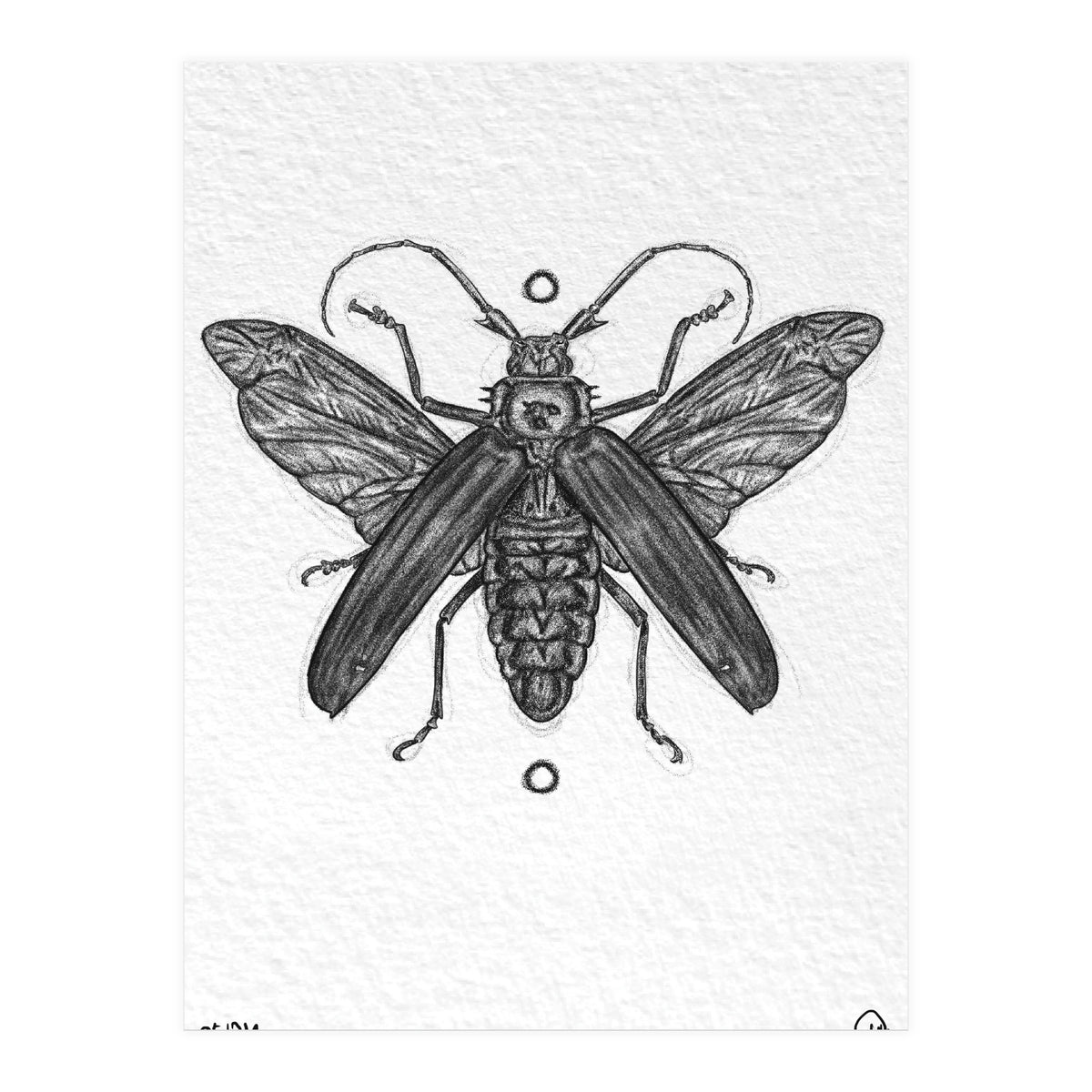 Riesen Longhorn Käfer (Print Only)