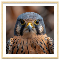 Close Up Kestrel Falcon Bird Portrait Majestic
