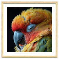 Close Up Of A Sleeping Sun Conure Parrot