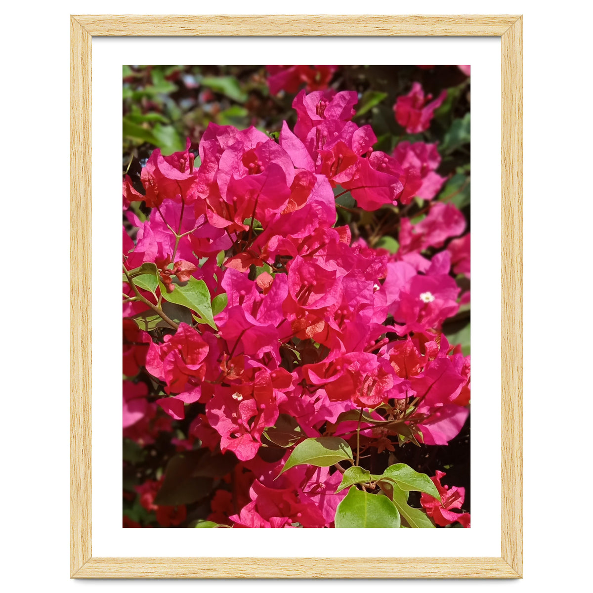 Pink Bougainvillea Flowers