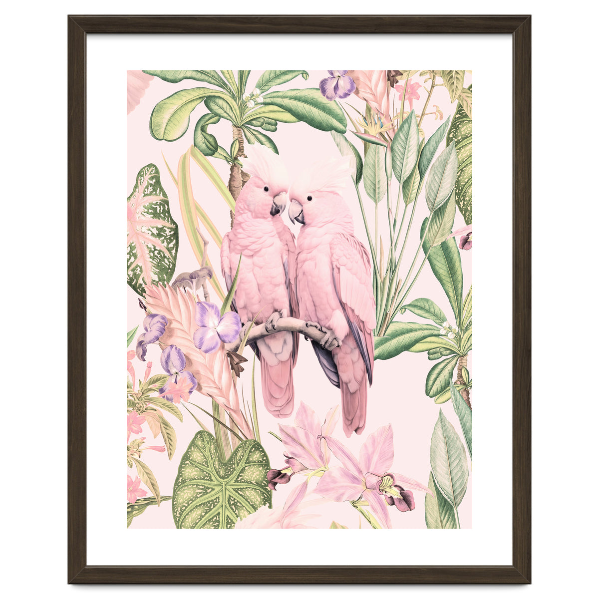 Pink Cockatoos in Love