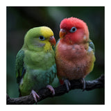 Two Lovebirds Sitting Together On A Branch (Print Only) thumbnail
