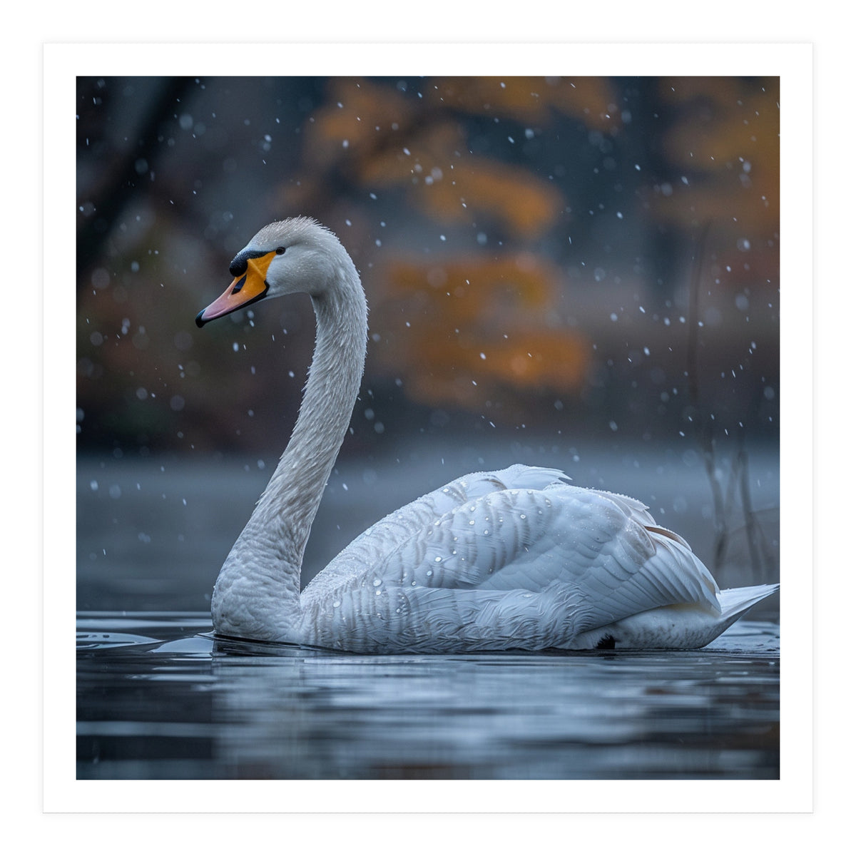 Swan Floating Gracefully On Water In Autumn (Print Only)