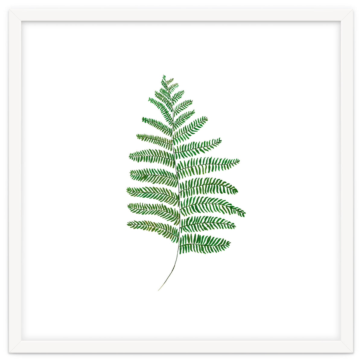 Fern