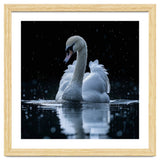 Majestic Swan Swimming In Dark Water thumbnail