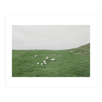 A flock of Sheep in the Green Hill - Iceland  (Print Only)