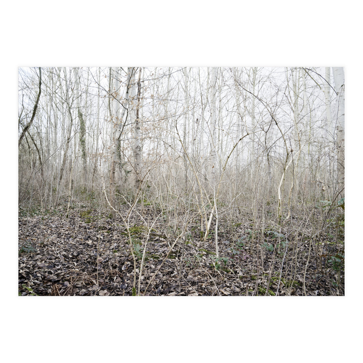 Lost in the birch forest (Print Only)