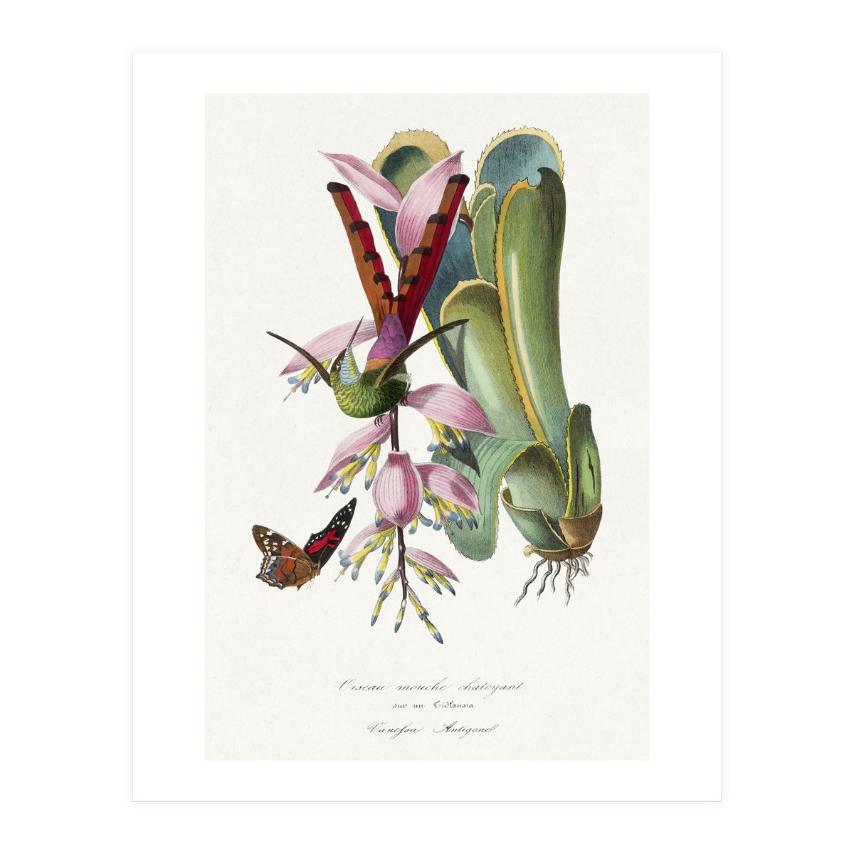 Paul Gervais – Hummingbird Painting (1842) (Print Only)