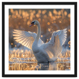 Swan Spreading Wings In Water Sunlight thumbnail
