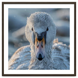 Close Up Of A Swan In Frost Winter Bird Close Up thumbnail
