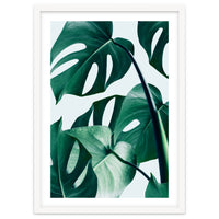 Monstera Tropical Photography Digital Art, Minimal Nature Jungle Botanical Leaves
