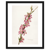 Royal Charles Steadman – Peach (Prunus persica) (1924) thumbnail