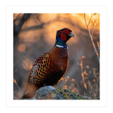 Pheasant Bird Standing On Rock Sunrise Light (Print Only) thumbnail