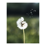 Dandelion Wish Photography (Print Only) thumbnail