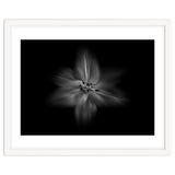 Backyard Flowers In Black And White No 28 Flow Version thumbnail