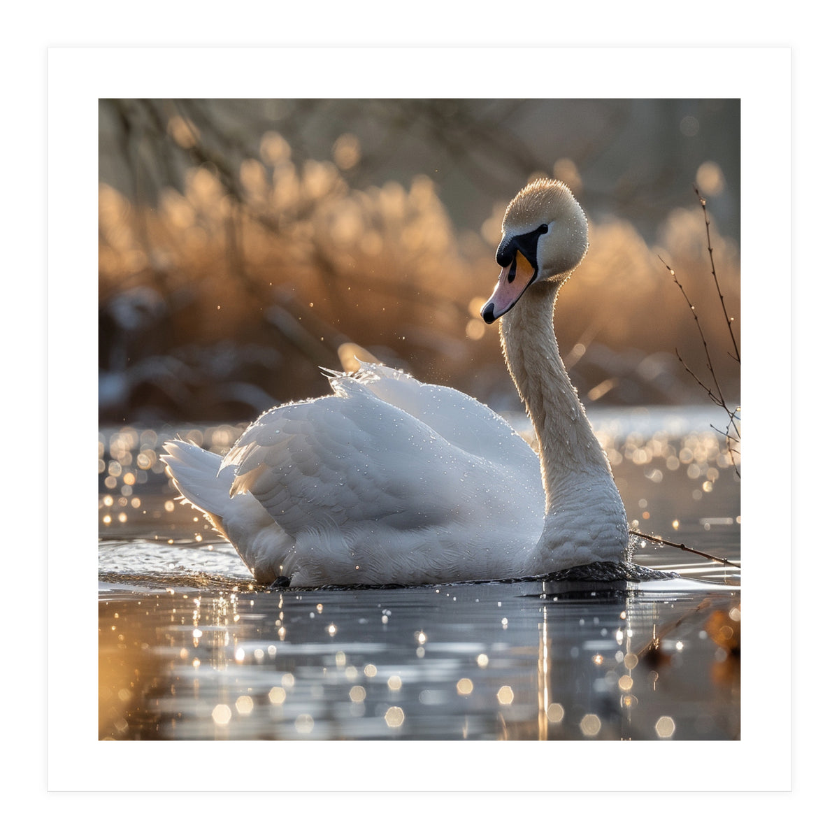Majestic Swan On Calm Water During Sunset Nature Scene (Print Only)
