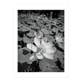 Hylas | Black & White (Print Only) thumbnail