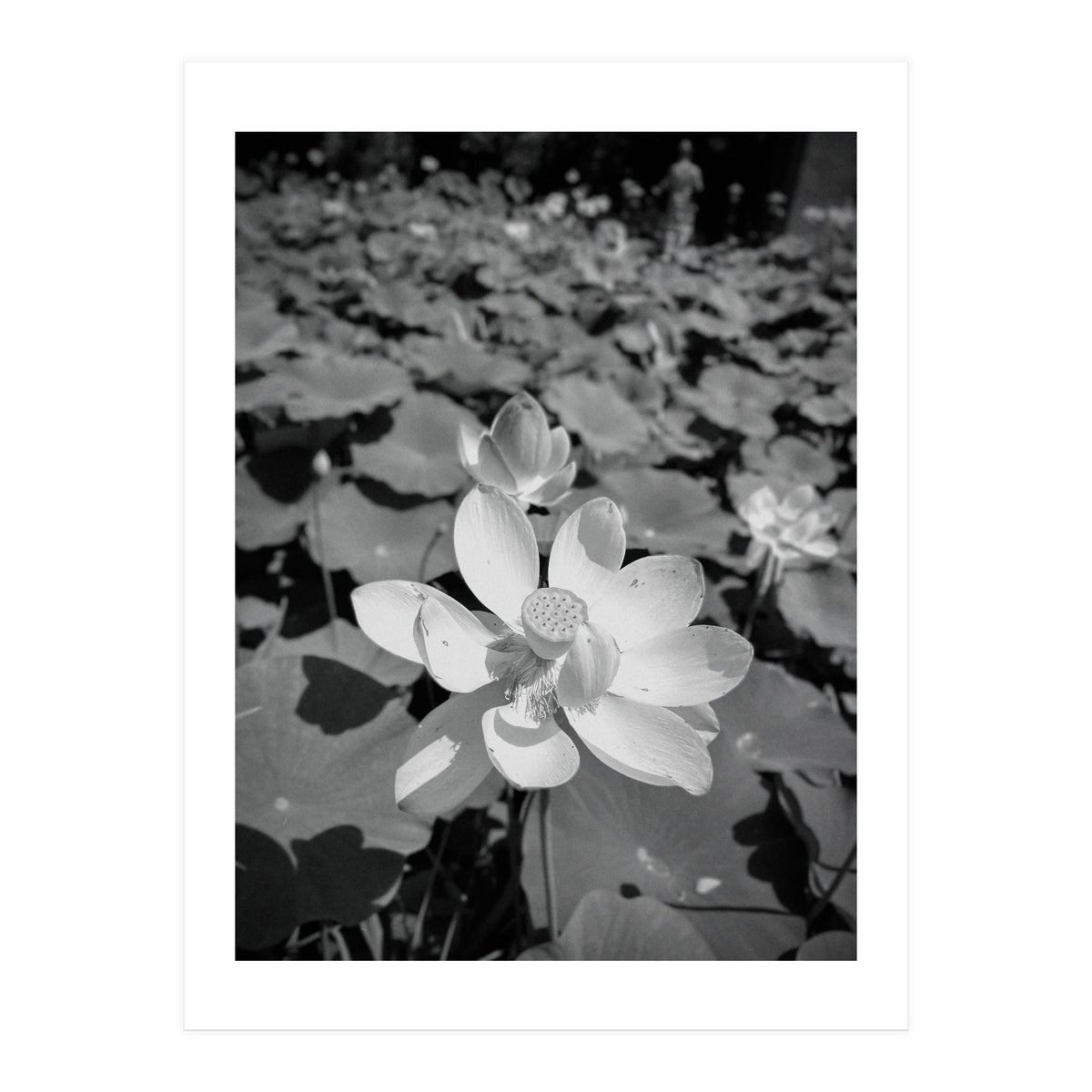 Hylas | Black & White (Print Only)