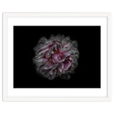 Backyard Flowers No 118 Color Version thumbnail