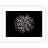 Backyard Flowers In Black And White No 79 thumbnail