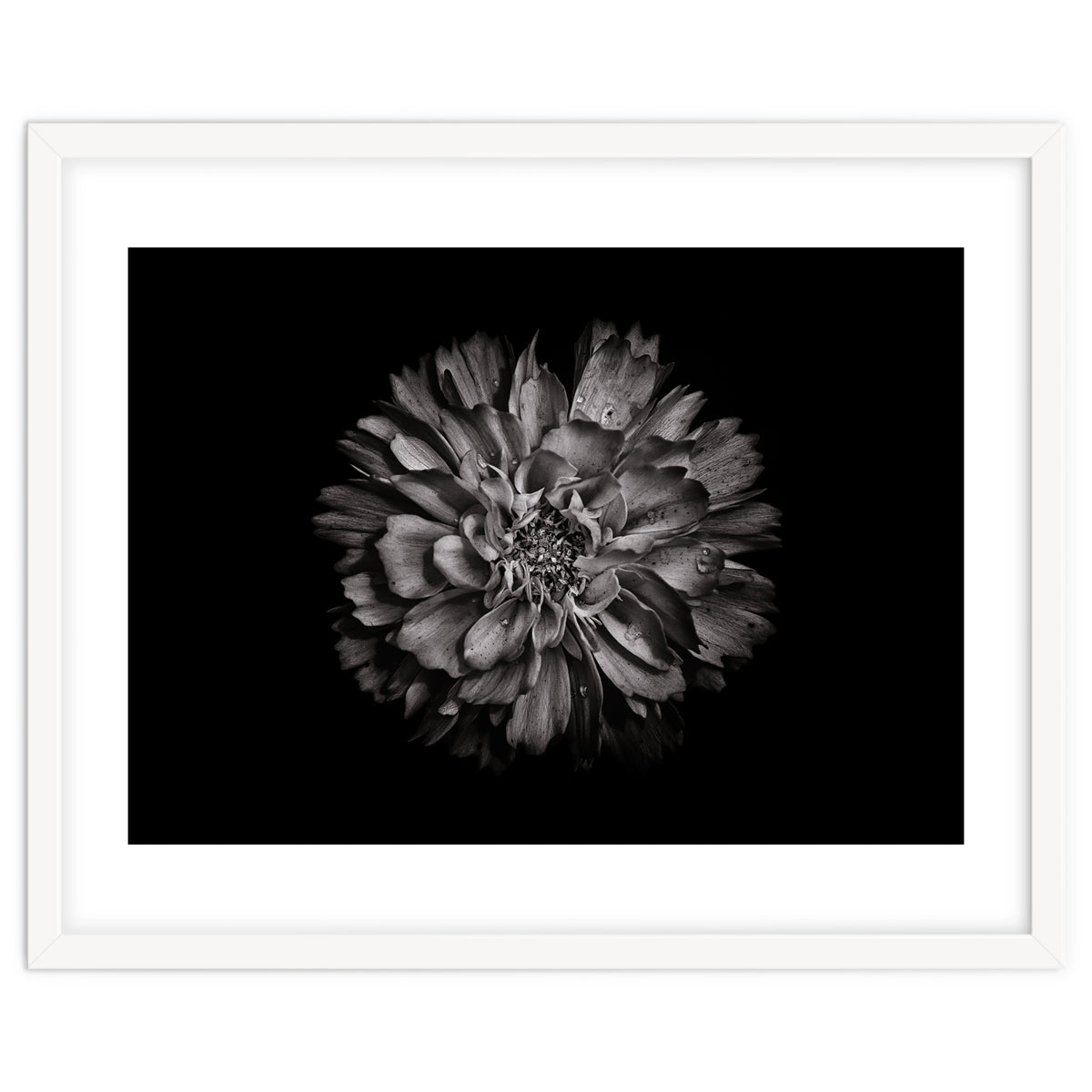Backyard Flowers In Black And White No 79