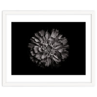 Backyard Flowers In Black And White No 79