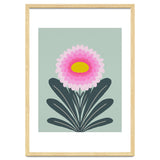 Chrysanthemum - turquoise and pink thumbnail