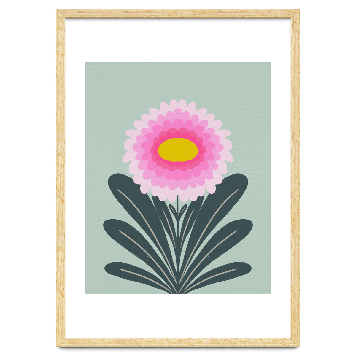 Chrysanthemum - turquoise and pink