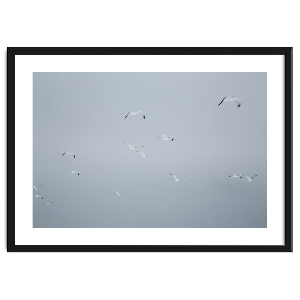 Flying seagulls in the winter sky