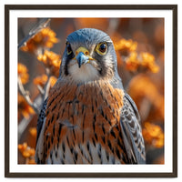 Close Up Of A Kestrel Bird Of Prey
