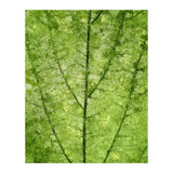 Nature Veins (Print Only) thumbnail