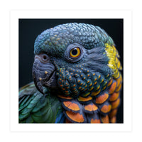 Close Up Portrait Of A Colorful Parrot's Face (Print Only)