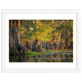 Heron in the swamps thumbnail