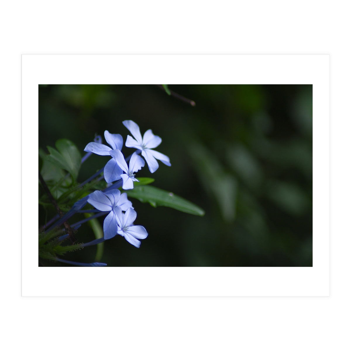 BLOSSOM. (Print Only)