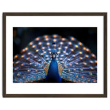 Close Up Peacock Showing Its Beautiful Feathers thumbnail