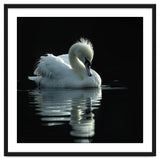 White Swan Gracefully Swimming In Dark Water thumbnail