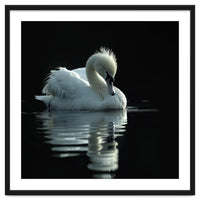 White Swan Gracefully Swimming In Dark Water