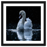 Majestic Swan Swimming In Dark Water
